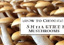 杏鲍菇怎么挑选