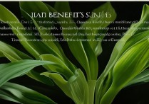 李子的功效与作用