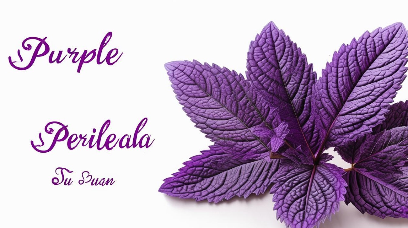 紫苏的功效 紫苏的功效