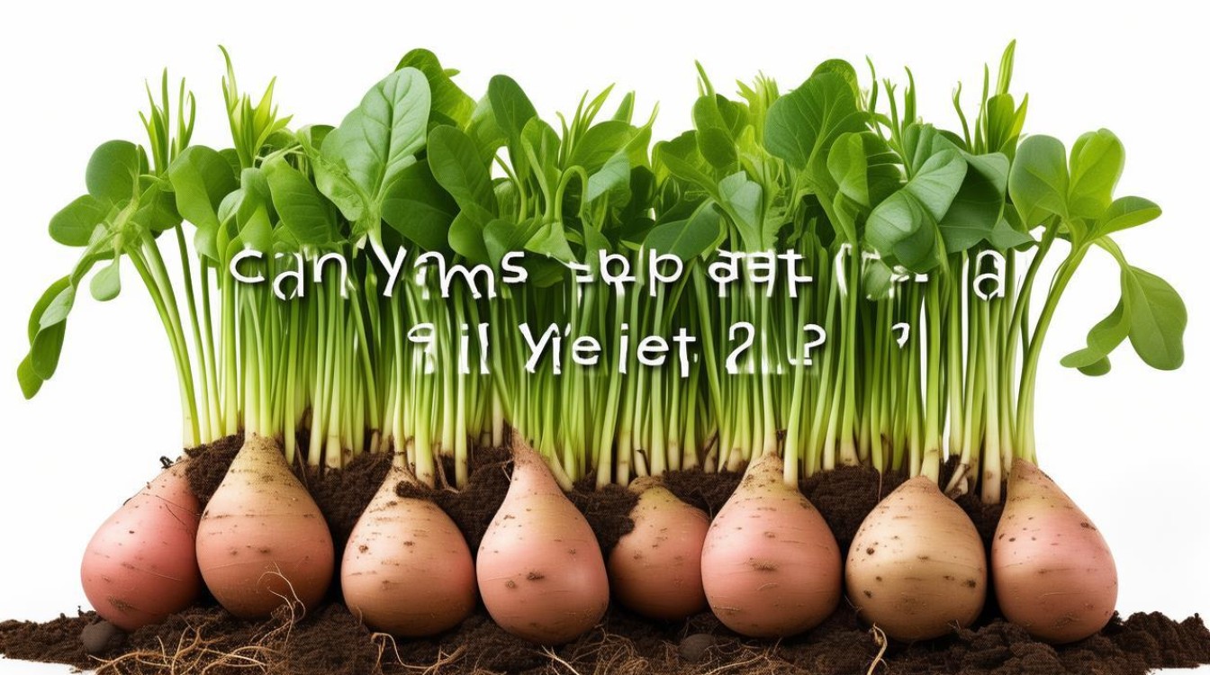 山药发芽了还能不能吃